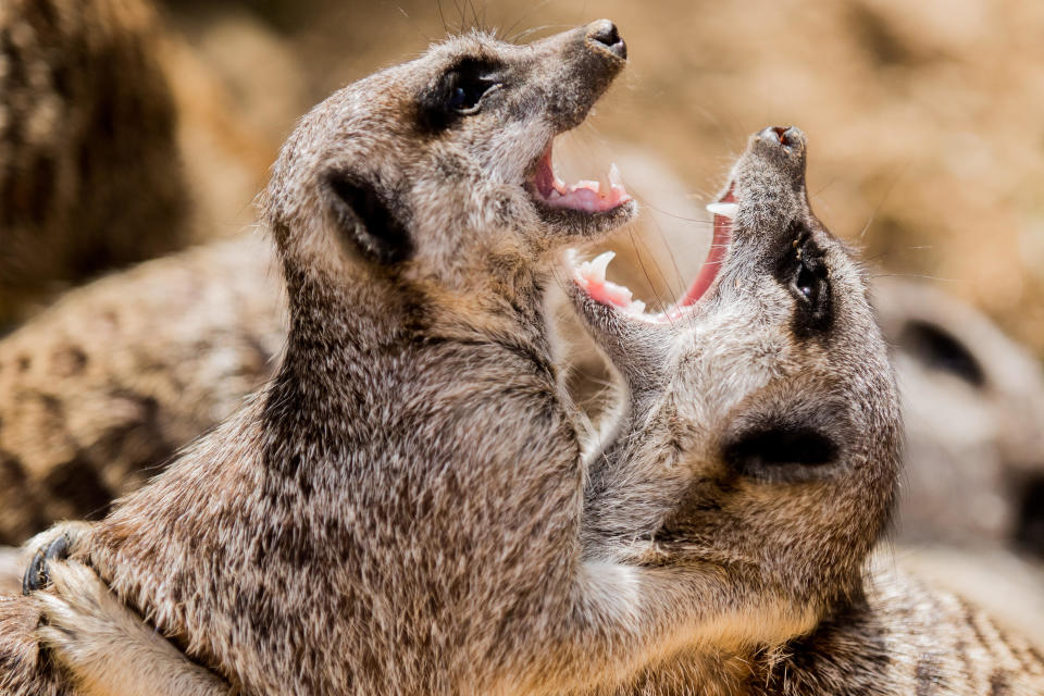 Two meerkats fight in the sunshine at the zoo near Cologne. / Credit: Rolf Vennenbernd/picture alliance via Getty Images