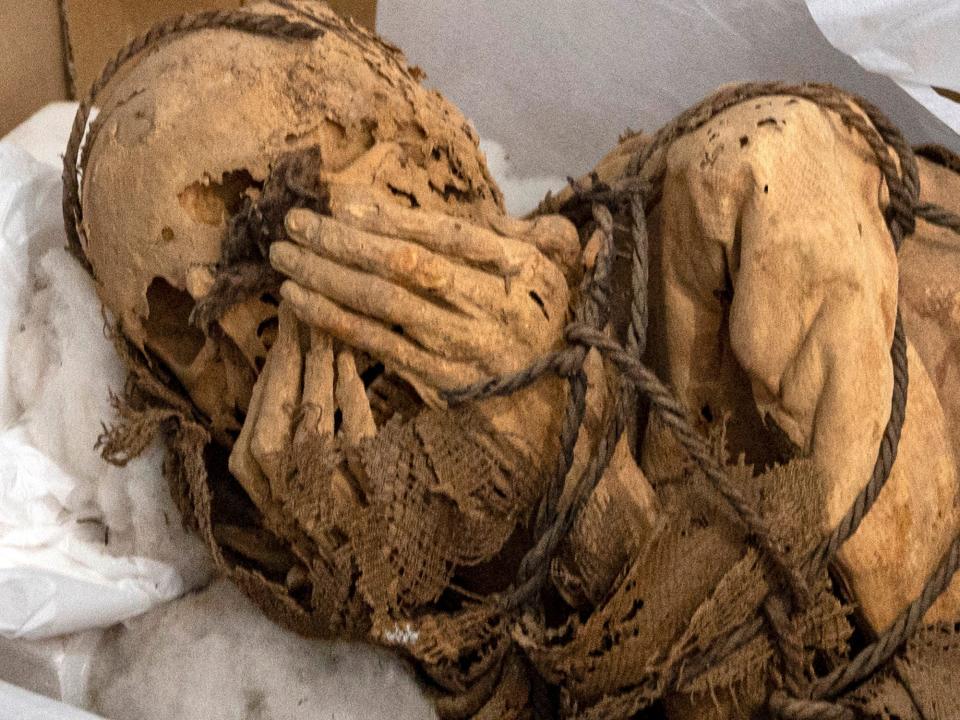 The peruvian mummy of Cajamarquilla is seen from the front coming out of a box where the remains had been packed for transport.