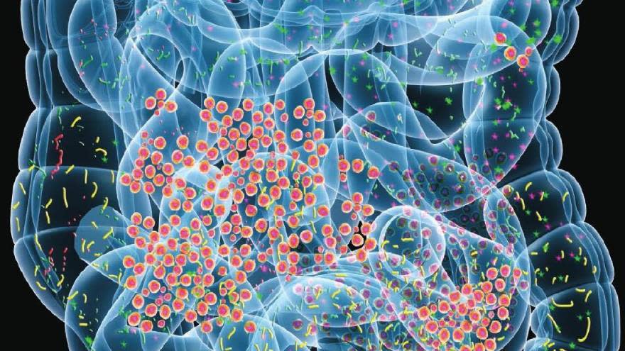 La microbiota intestinal es el conjunto de bacterias, levaduras, hongos, virus y otros microorganismos que se alojan en el intestino.