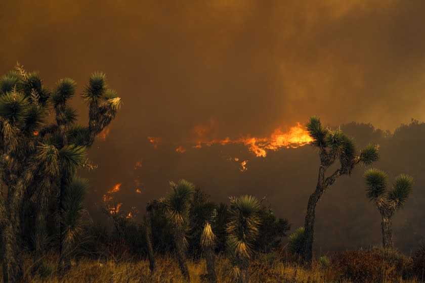 LITTLE ROCK, CA - SEPTEMBER 18: Bobcat fire reaches Cruthers Creek as viewed from Juniper Hills Road & Longview Road. Wildfire which started Sept. 6, now rages in Juniper Hills. Wild fire that has now chewed through more than 60,000 acres, has burned through the Angeles National Forest has reached Foothills of the Antelope Valley in three different locations burning near Devil's Punchbowl nature area , the second is advancing toward Tumbleweed Road from Cruthers Creek, and the third has jumped Juniper Hills Road at Longview Road Juniper Hills on Friday, Sept. 18, 2020 in Little Rock, CA. (Irfan Khan / Los Angeles Times)