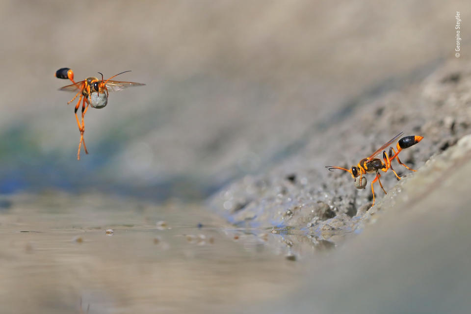 Tierfotograf des Jahres 2018: Sieger, Verhalten: Wirbellose Tiere