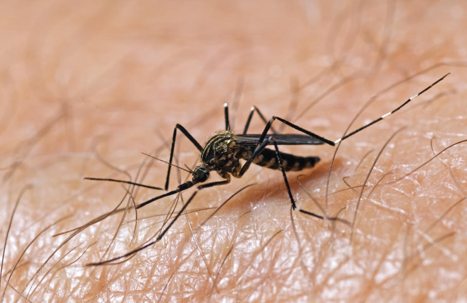 Die Aedesmücke überträgt das Dengue-Virus. (Bild: Getty Images)