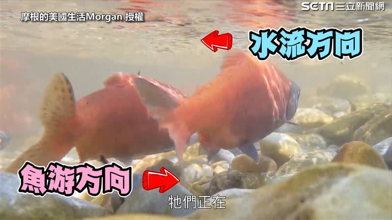 來看看鮭魚迴流實錄！（圖／摩根的美國生活Morgan授權）