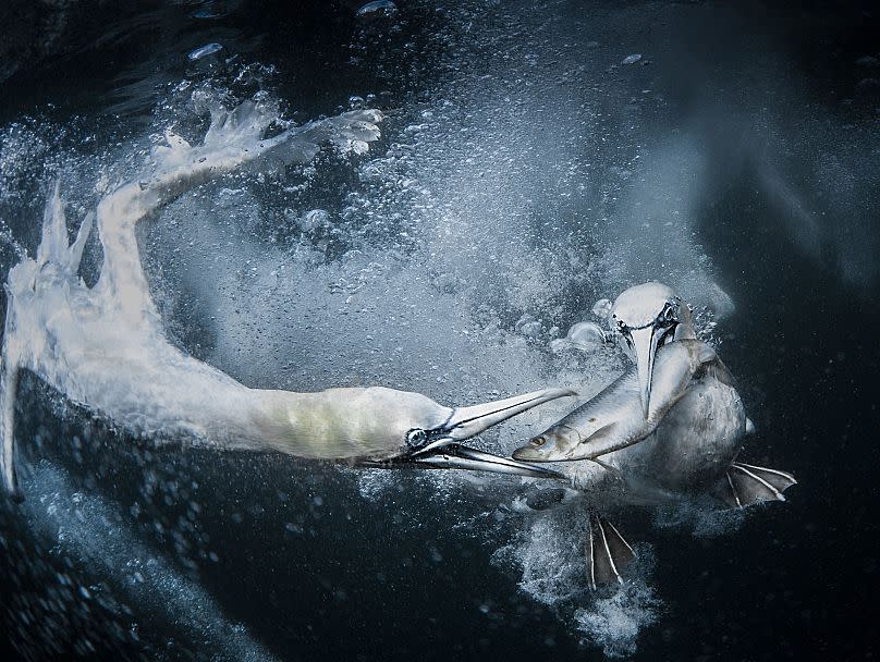 Premios Mundiales de Fotografía de la Naturaleza 2024 Vea las