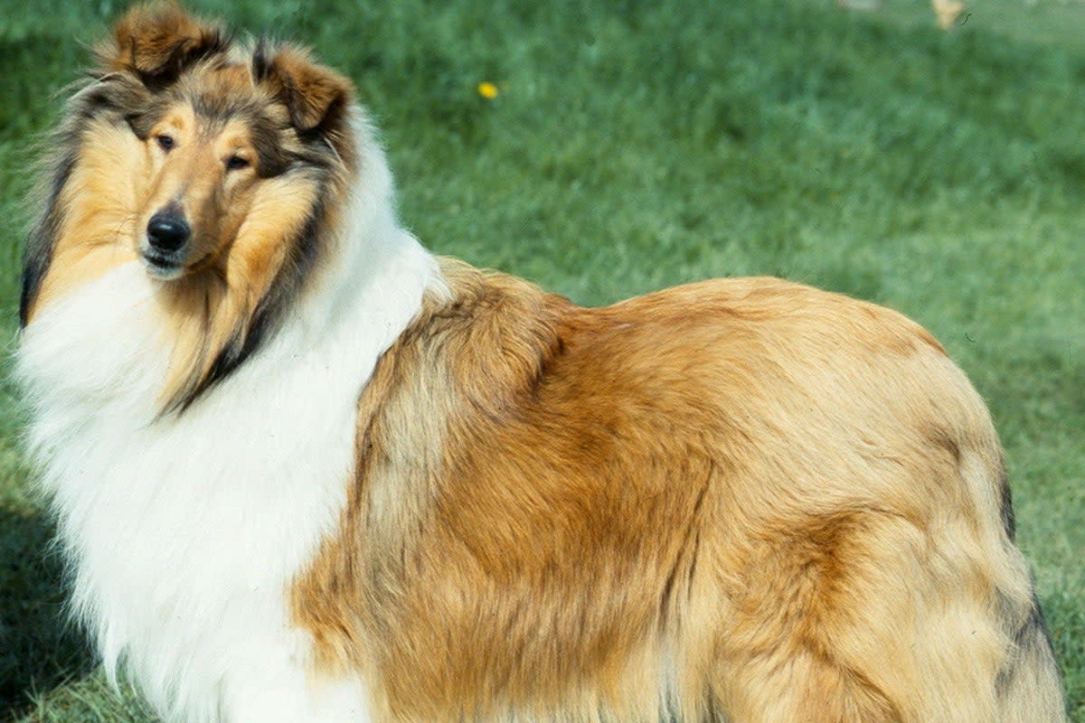 Rough collie dogs is now close to being classed as ‘at risk’ by The Kennel Club (/PA) (PA Media)