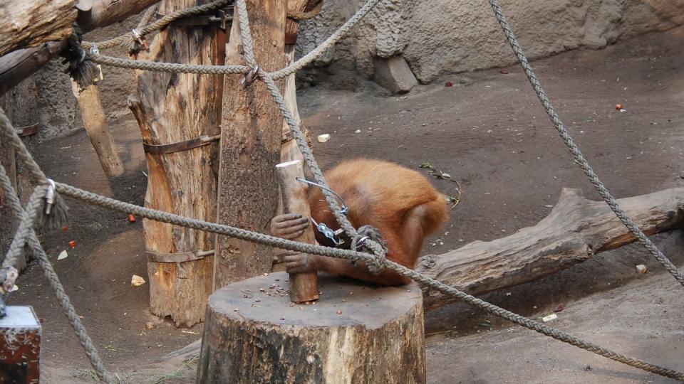 Das Orang-Utan-Weibchen Padana im Leipziger Zoo nutzt auch noch einige Zeit nach Ende der Studie Holzhämmer, um Nüsse zu knacken.