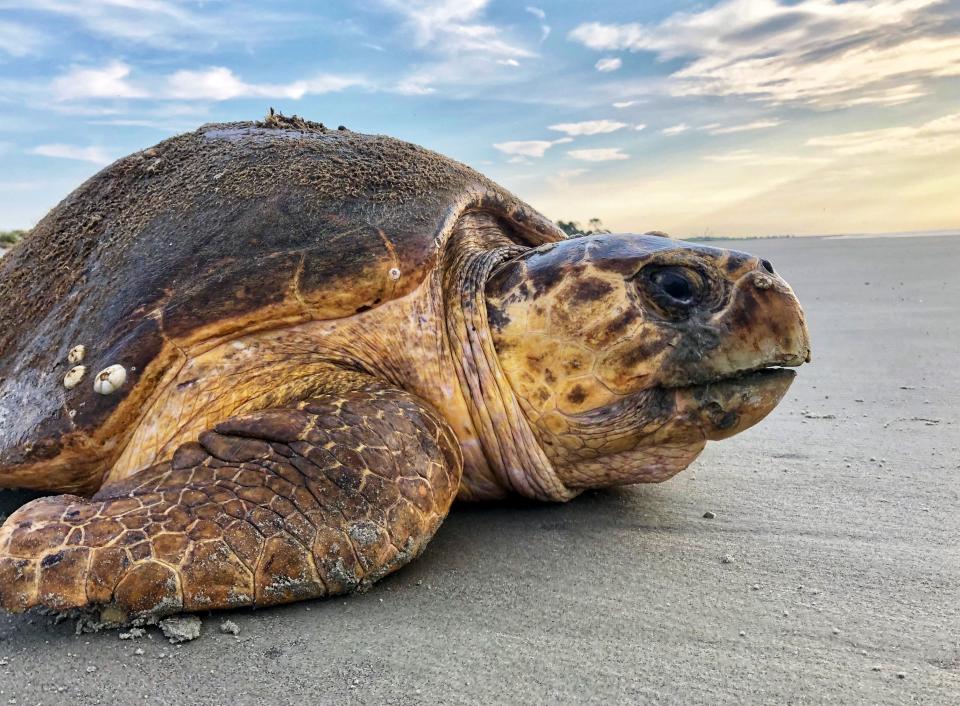 In this July 5, 2019, photo provided by the Georgia Department of Natural Resources, a loggerhead sea turtle returns to the ocean after nesting on Ossabaw Island, Ga. The giant, federally protected turtles are having an egg-laying boom on beaches in Georgia, South Carolina and North Carolina, where scientists have counted record numbers of nests this summer. (Georgia Department of Natural Resources via AP)