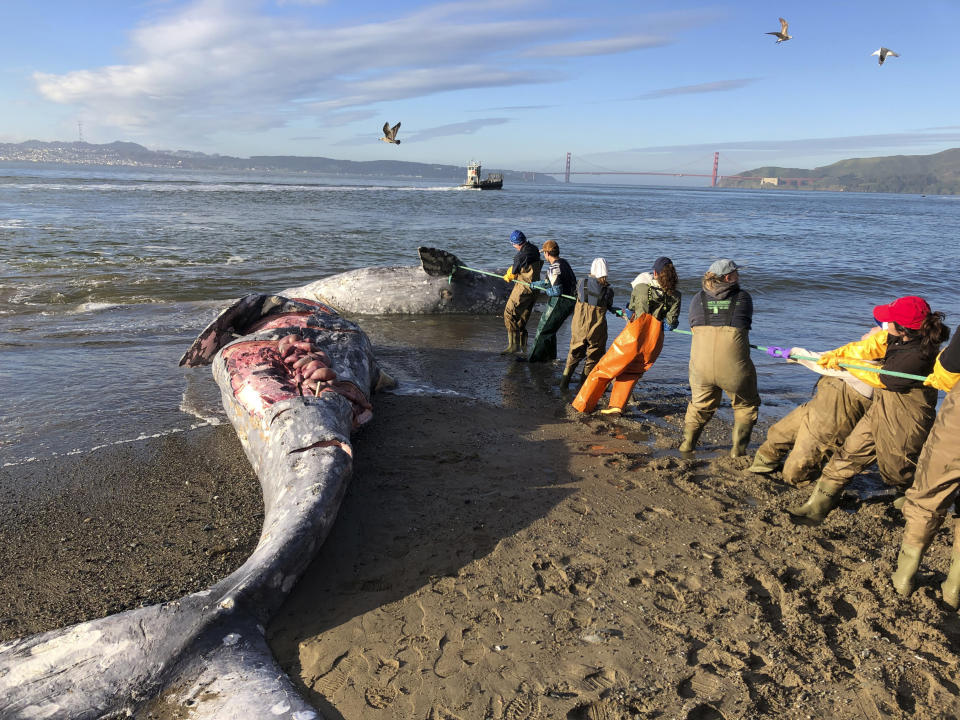 In this photo taken Tuesday, March 12, 2019, provided by The Marine Mammal Center, experts from the center and its partners at the California Academy of Sciences attempt to pull a gray whale carcass from the edge of the surf at Angel Island State Park, Calif. Marine experts say two dead gray whales were found in the San Francisco Bay this week and that one of them died from severe malnutrition. The Marine Mammal Center in Sausalito said Thursday scientists were unable to determine a cause of death for the other whale. (Cara Field/The Marine Mammal Center via AP)