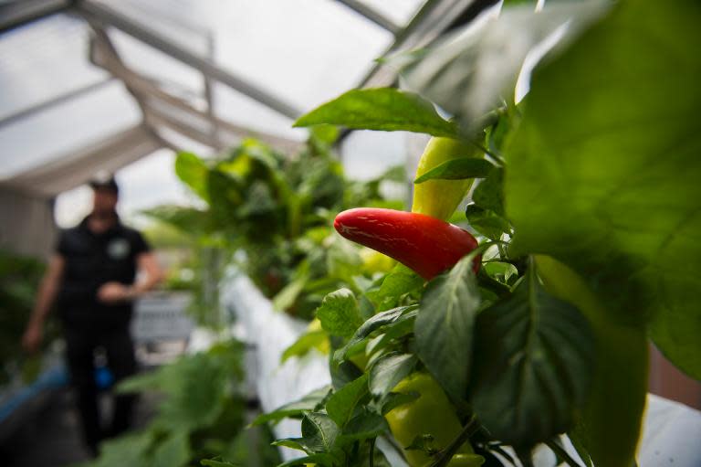 Nicolas Leschke, CEO and founder of ECF Farm Systems, checks his crops at a green house built on a shipping container by the ECF Containerfarming company at an industrial estate in Berlin on May 5, 2014