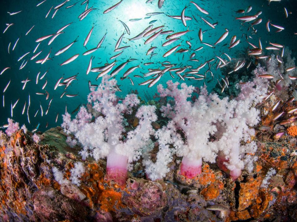 coral reef andaman sea