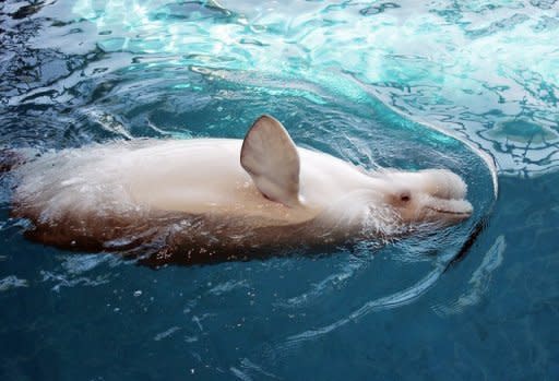 File photo of a beluga whale. A harmful effect of this acoustic "fog" is that it impairs the ability of cetaceans, which in good conditions can communicate over a distance of dozens of kilometres, to find food and reproduce