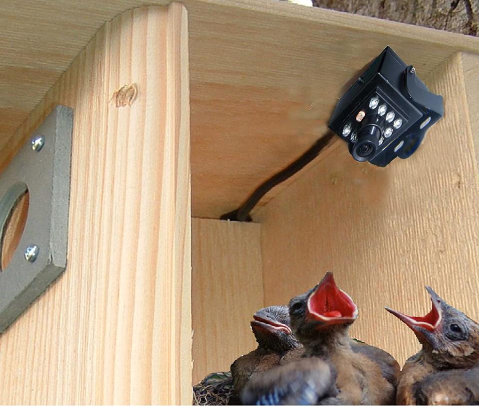 Birdhouse spy cam, bird feeder cameras