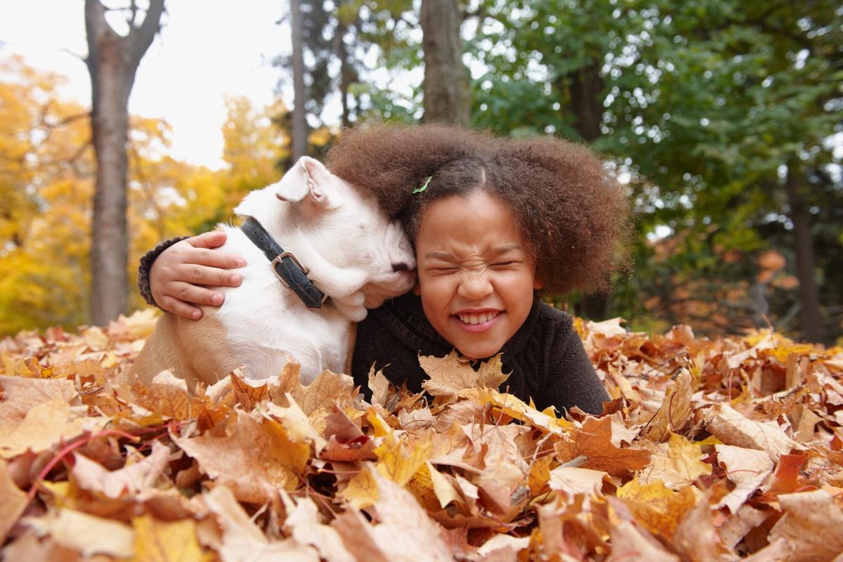 are dead leaves poisonous to dogs