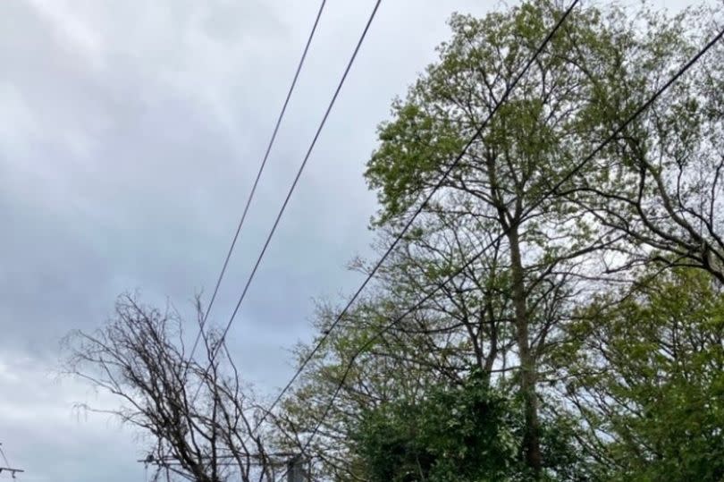 Tree down at Chester Road Station