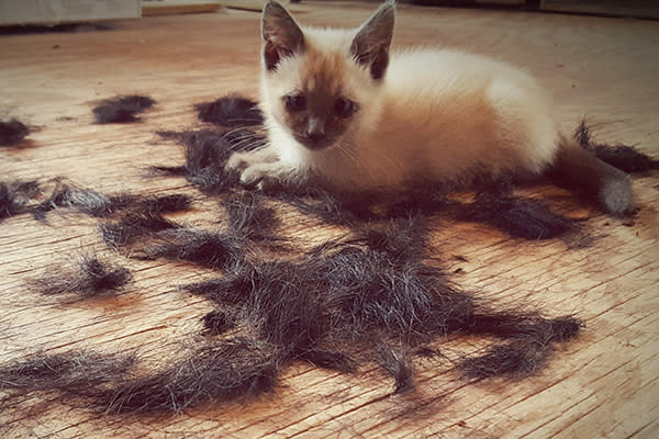 Cómo quitar el pelo del perro y gato de la ropa - Uno TV