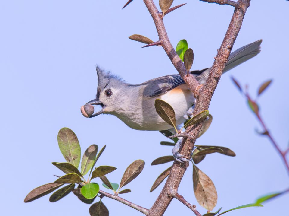 A tufted titmouse holds an acorn in its beak.