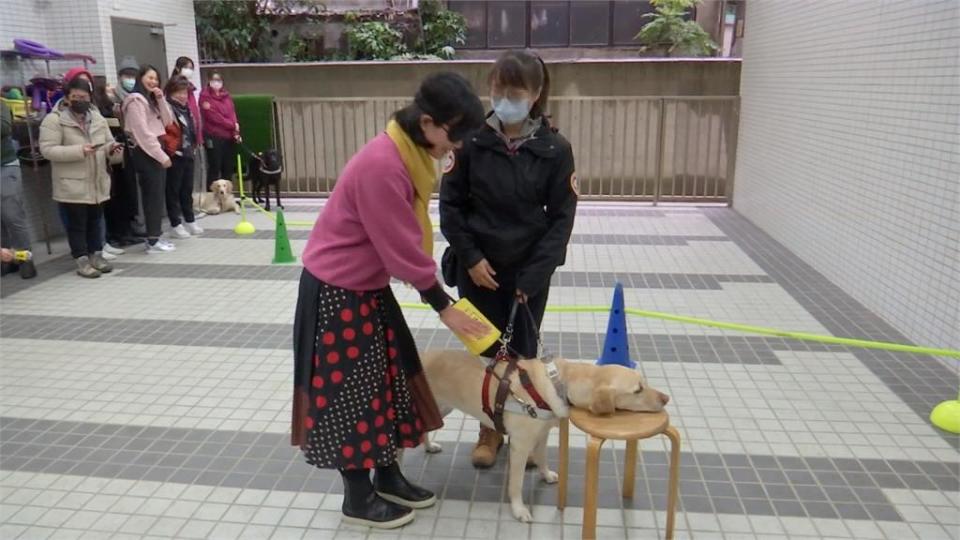 體驗盲人日常牽導盲犬 蘇巧慧：以為爸爸拉我