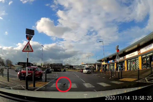 Watch this road savvy pigeon amusingly using a zebra crossing to get across the road