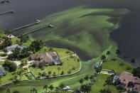 <p>Blue-green algae enveloping an area along the St. Lucie River is shown in Stuart, Fla., June 29, 2016. The Indian River Lagoon is the most diverse lagoon ecosystem in the Northern hemisphere. (Photo: Greg Lovett/The Palm Beach Post via AP) </p>