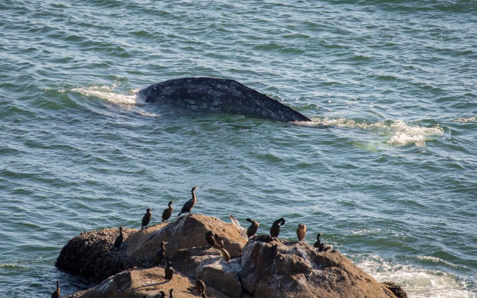 Gray whales are seen as they head north past the Yaquina Head Lighthouse and the Yaquina Head Outstanding Natural Area in Newport. The whales can be seen starting in the spring as they migrate north from Mexico to their summer feeding grounds in the Arctic seas.