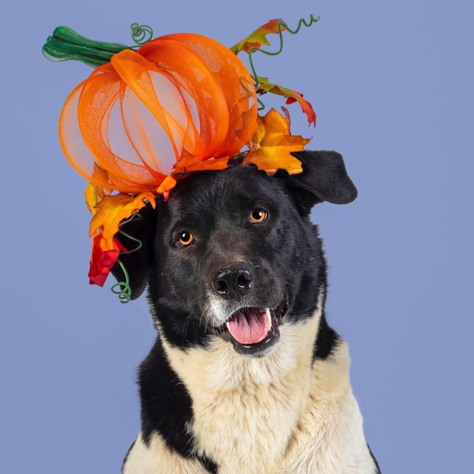 Royal Milliner Auctions Off Bespoke Hats For Dogs In Need. credit: You & The Dog