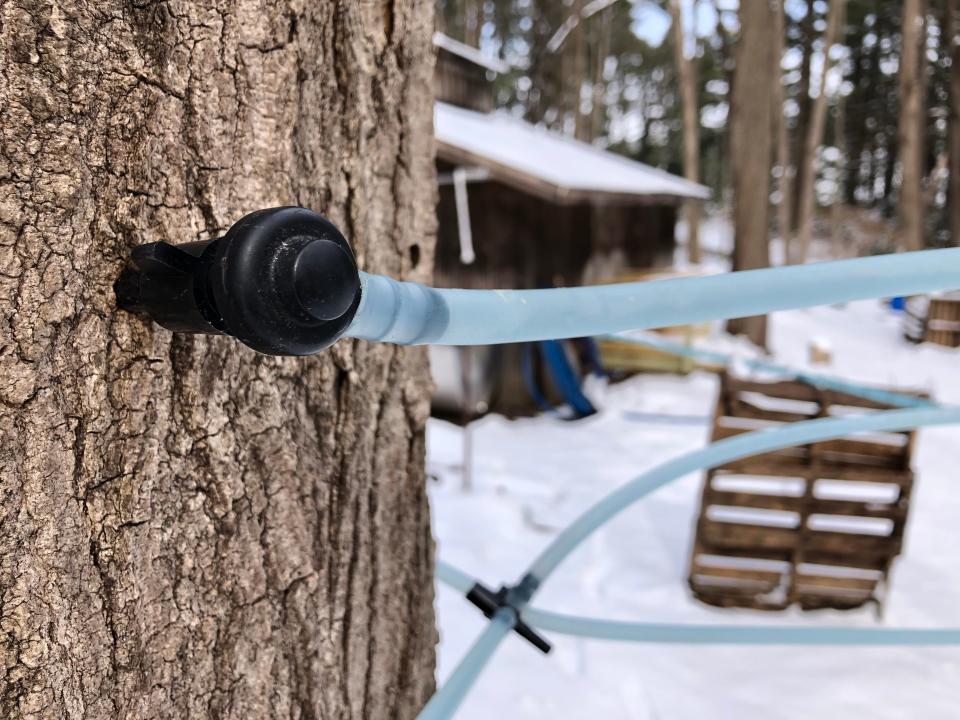 Native sugar maples and black maples are tapped in the sugar bush at Bendix Woods County Park in New Carlisle in 2022.