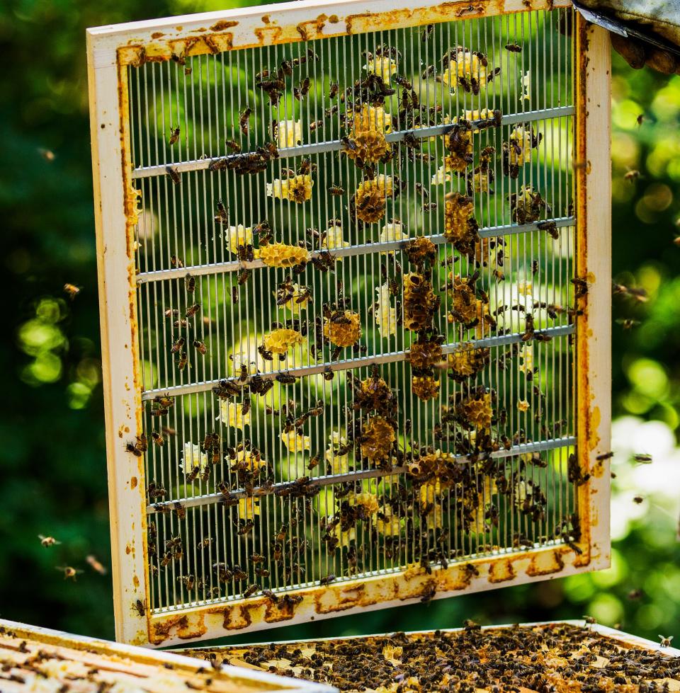 Cave Hill Cemetery head arborist/lead bee keeper Roger Martin, works with bees while at Cave Hill Cemetery in Louisville on June 29, 2022. 