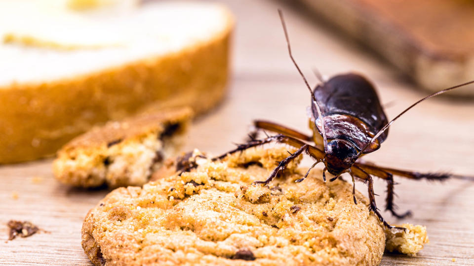 A cockroach eating a cookie