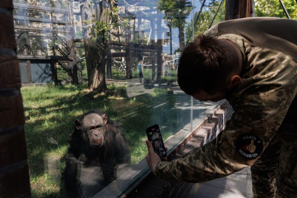 A soldier photographs a chimpanzee in the Kharkiv Zoo in Kharkiv, Ukraine, on May 3, 2024. (Yakiv Liashenko / The Kyiv Independent)