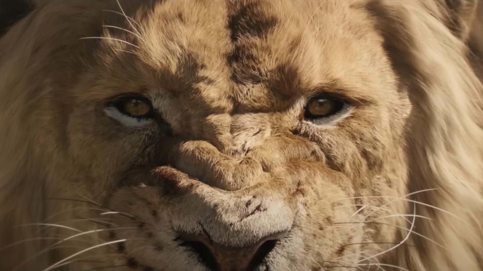 A lion looks at a tasty Kraven.