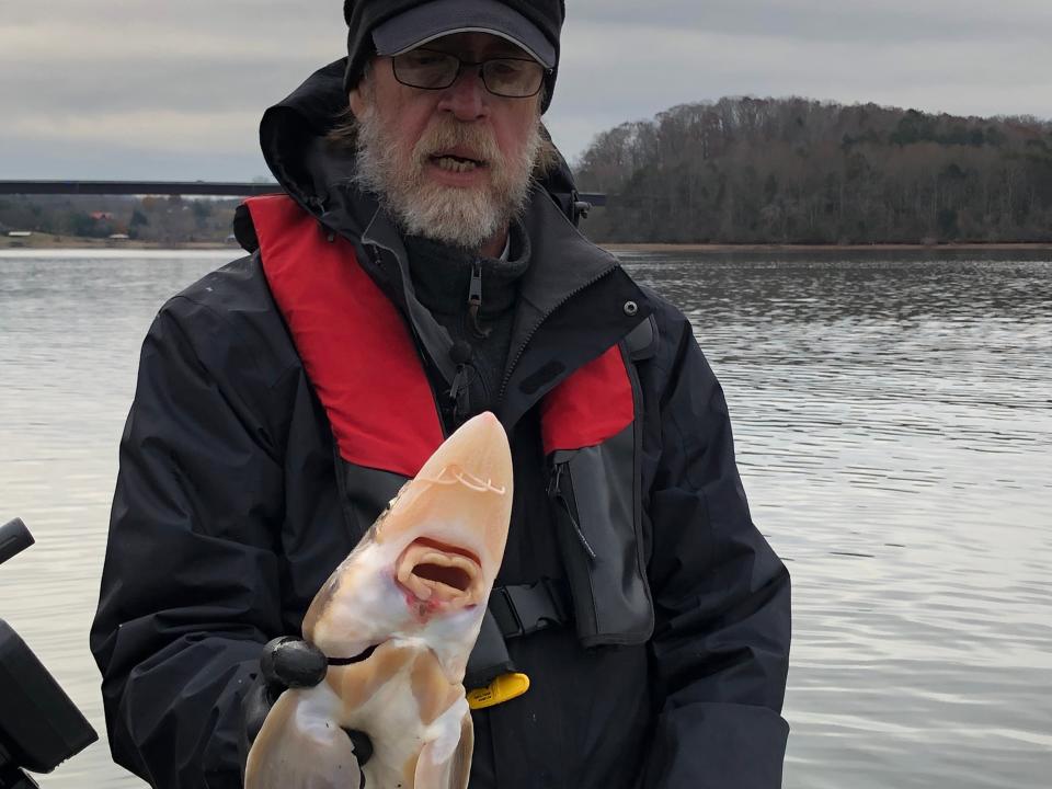 TVA Fish Biologist Dave Matthews holds up a juvenile lake sturgeon to show off its prehensile lips. Lake surgeon use their big lips to suction food off the river bottom.