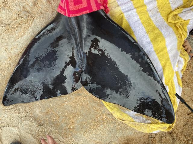 Newborn sperm whale calf strands on beach near Marineland