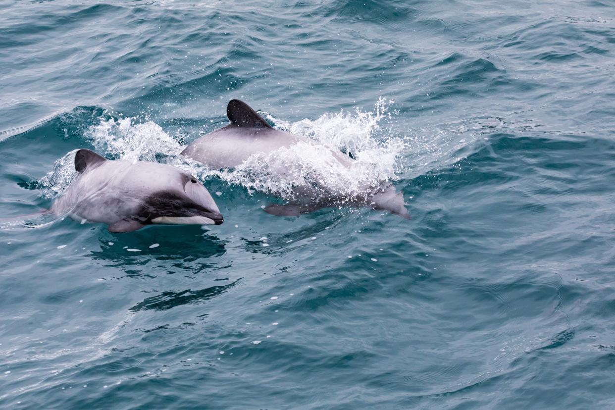 A Hector’s dolphin mother and calf, the world’s smallest and rarest marine dolphin, in Akaroa Harbour, New Zealand (Getty Images/iStockphoto)