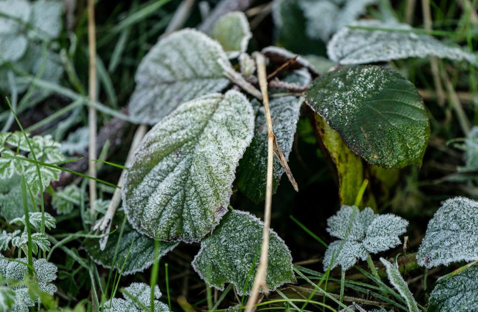 Frost forms on foliage in Woodlesford, Yorkshire (Danny Lawson/PA Wire)