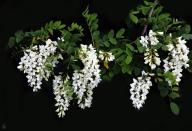 <p>This snap, taken by Jánosné Ildikó Fehér, highlights the beautiful stark contrast between the delicate white flowers and black background. <br></p>