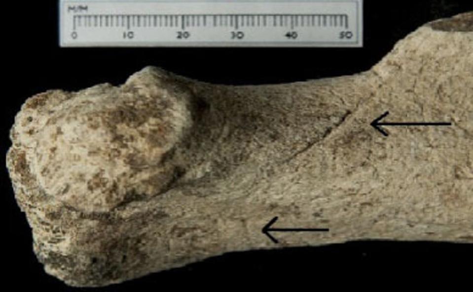 An Aurochs bone with cut marks (University of Southampton/PA) (PA Media)