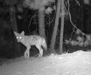 A coyote using the Lava Butte wildlife underpass on U.S. 97 south of Bend.