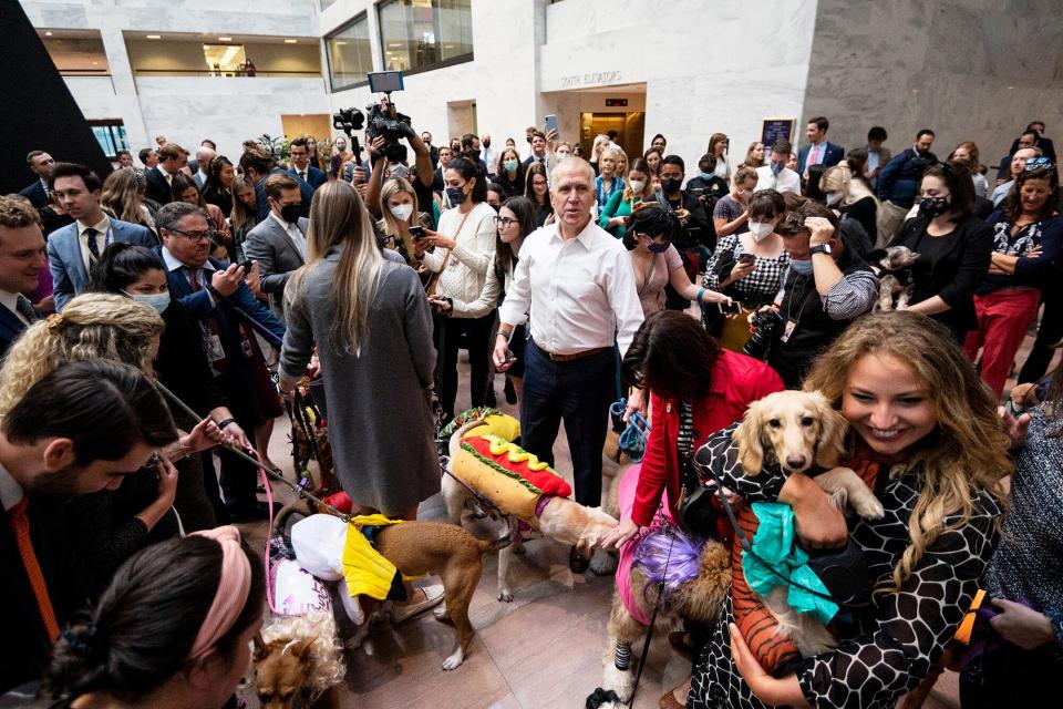 October 27, 2021, Washington, District of Columbia, USA: UNITED STATES - OCTOBER 27: Sen. Thom Tillis, R-N.C., gathers staffers, senators and their dogs to kick off the annual Bipawtisan Halloween Dog Parade in the Hart Senate Office Building on Wednesday, Oct. 27, 2021. (Credit Image: © Bill Clark/Congressional Quarterly via ZUMA Press)