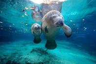 <p><strong>State Marine Mammal: Manatee</strong></p><p>These adorable water dwellers, sometimes known as sea cows, were designated as the <a href="https://dos.myflorida.com/florida-facts/florida-state-symbols/" rel="nofollow noopener" target="_blank" data-ylk="slk:state's marine mammal;elm:context_link;itc:0;sec:content-canvas" class="link ">state's marine mammal</a> back in 1975. Though the state also has an official saltwater mammal, the dolphin and both saltwater fish (sailfish) and Freshwater fish (the largemouth bass). <br></p>