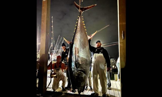 Anglers land record-size, 900-pound tuna despite adversities - Yahoo Sports