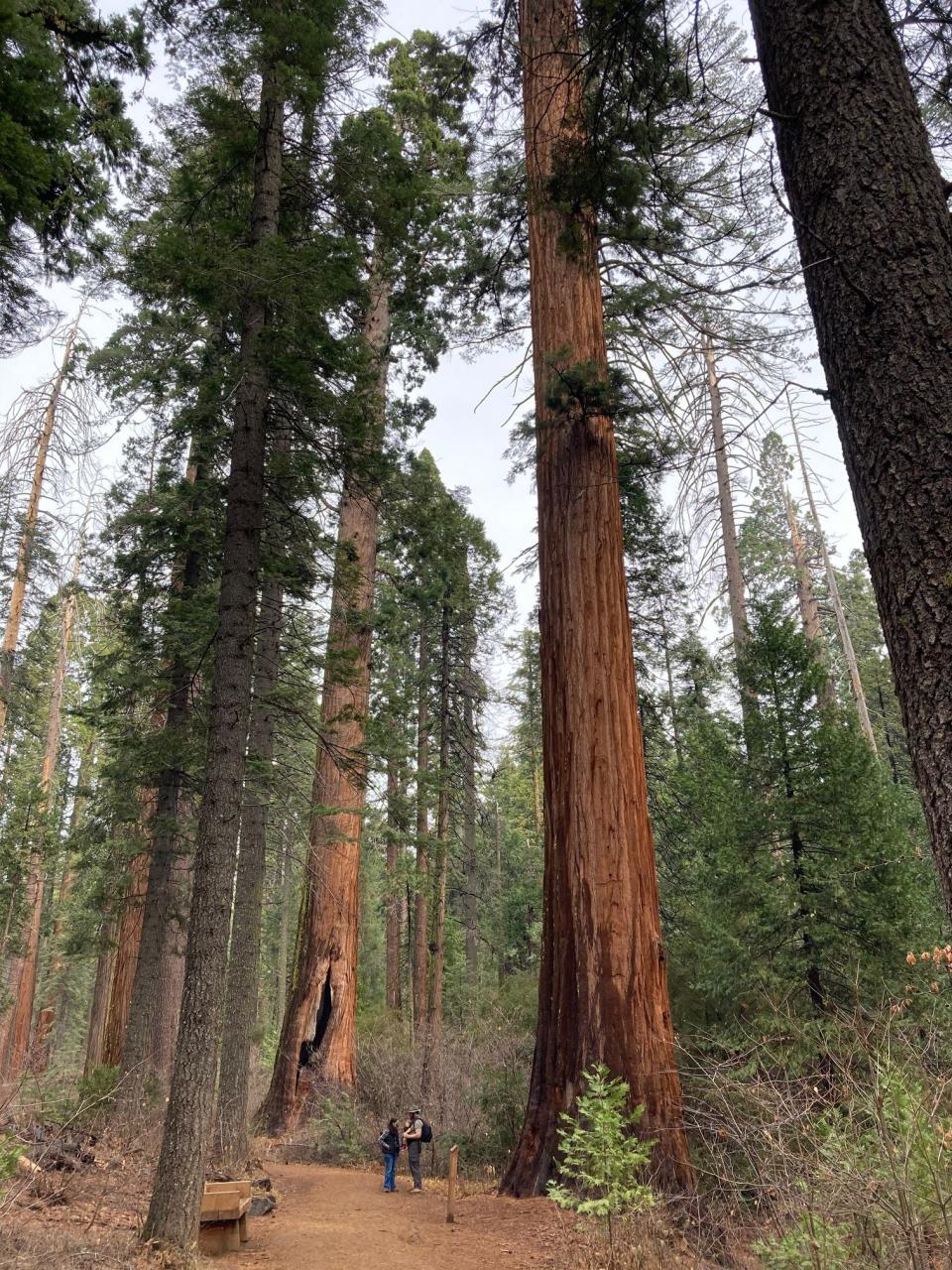 Giant Sequoias grow up to 250 feet tall at Calaveras Big Trees State Park.