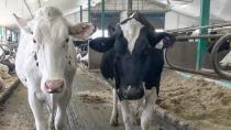 From farm to factory, Canadian dairy industry has no time for Trump