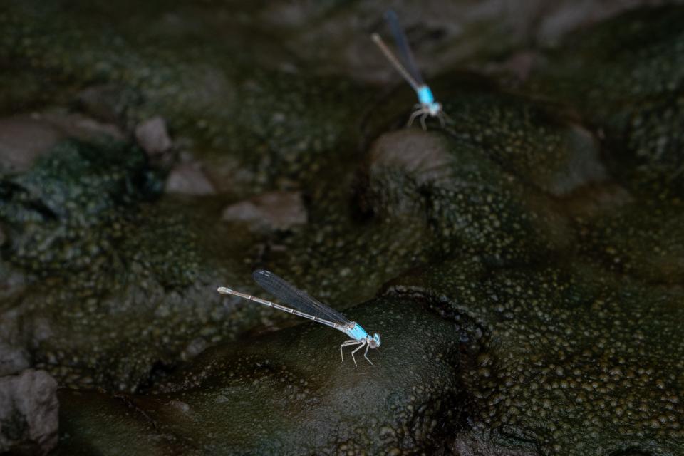 Powdered dancer damselflies on June 26, 2023, on the bank of the Santa Cruz River near Marina. American Rivers named the Santa Cruz the one of the nation's most endangered rivers for 2024.
