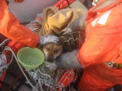 A dog that survived in a house swept away to sea three weeks ago by the devastating Japan tsunami was saved on Friday by a coast guard rescue team. (Reuters photo) 