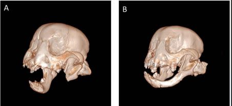 Ces scans 3D de Tyson montrent sa mâchoire retirée immédiatement après l\'opération (à gauche) et huit semaines plus tard (à droite) avec la mandibule ayant repoussé. Crédit : College of Veterinary Medecine (Cornell University)