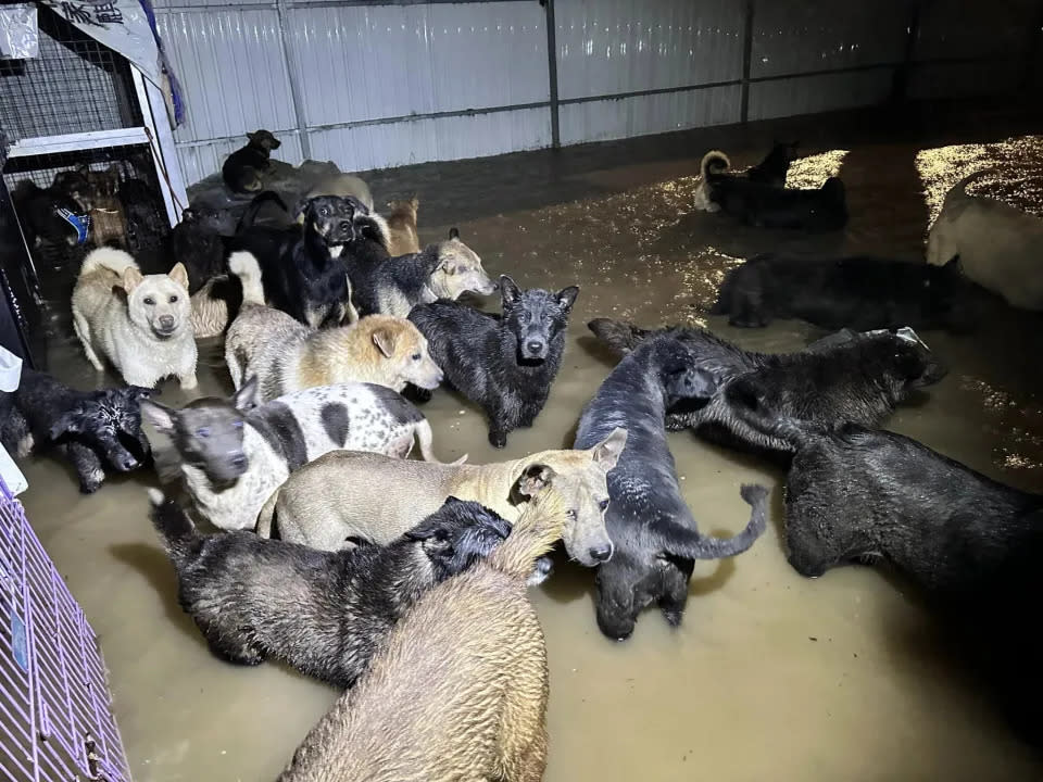 狗場逾 20 狗隻受水浸影響，無處可安居。（相片來源：「動物義工。貓狗之家」Facebook）