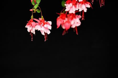 Flowers are seen during the Royal Horticultural Society's Chelsea Flower show in London, Britain, May 22, 2017. REUTERS/Dylan Martine/Files