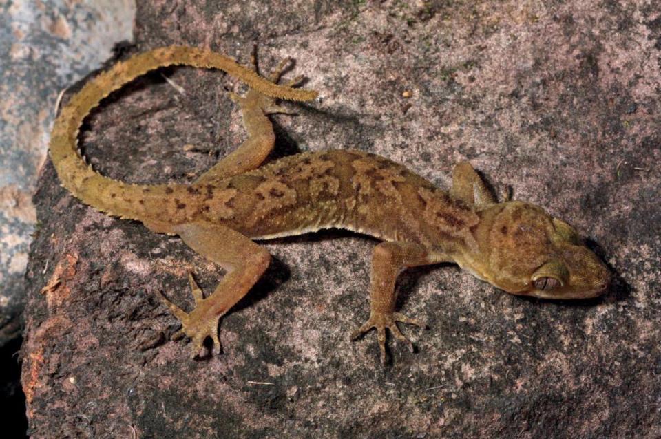 The new species, Cyrtodactylus denticulatus or the spiny-tailed bent-toed gecko, sitting on a rock.