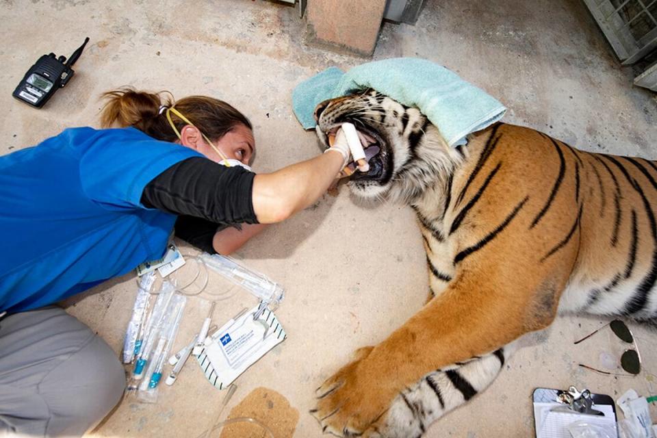 Marisa Bezjian, Zoo Miami Associate veterinarian, gives 12-year-old Berani, a Sumatran tiger, a COVID-19 test April 22, 2020.