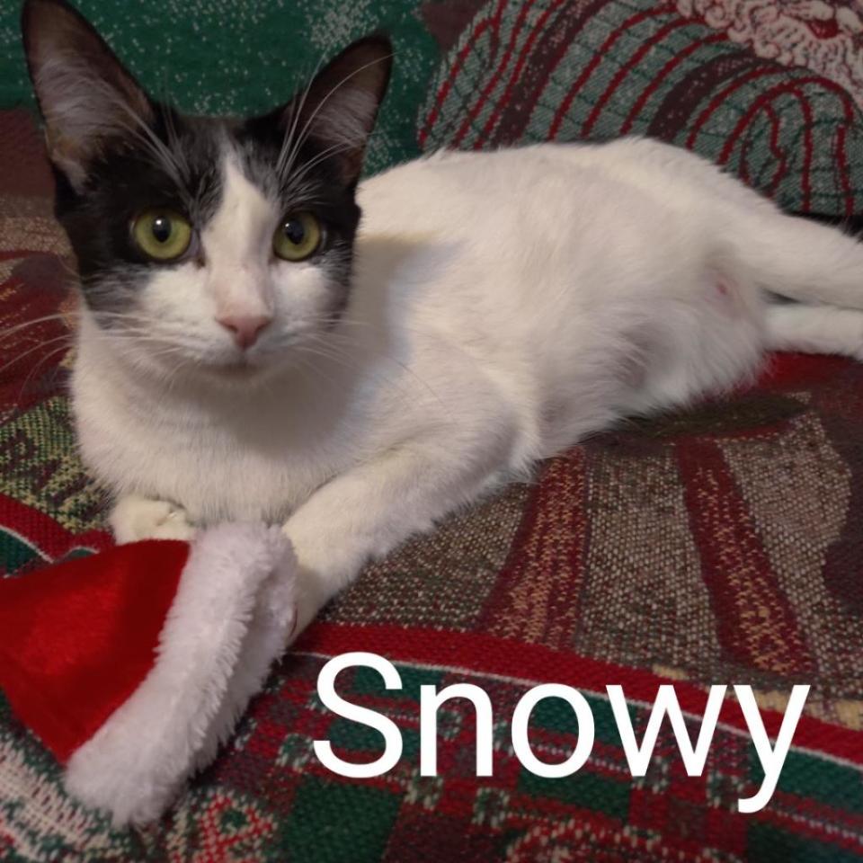 Snowy, a 1-year-old domestic shorthair at SPCA Florida.